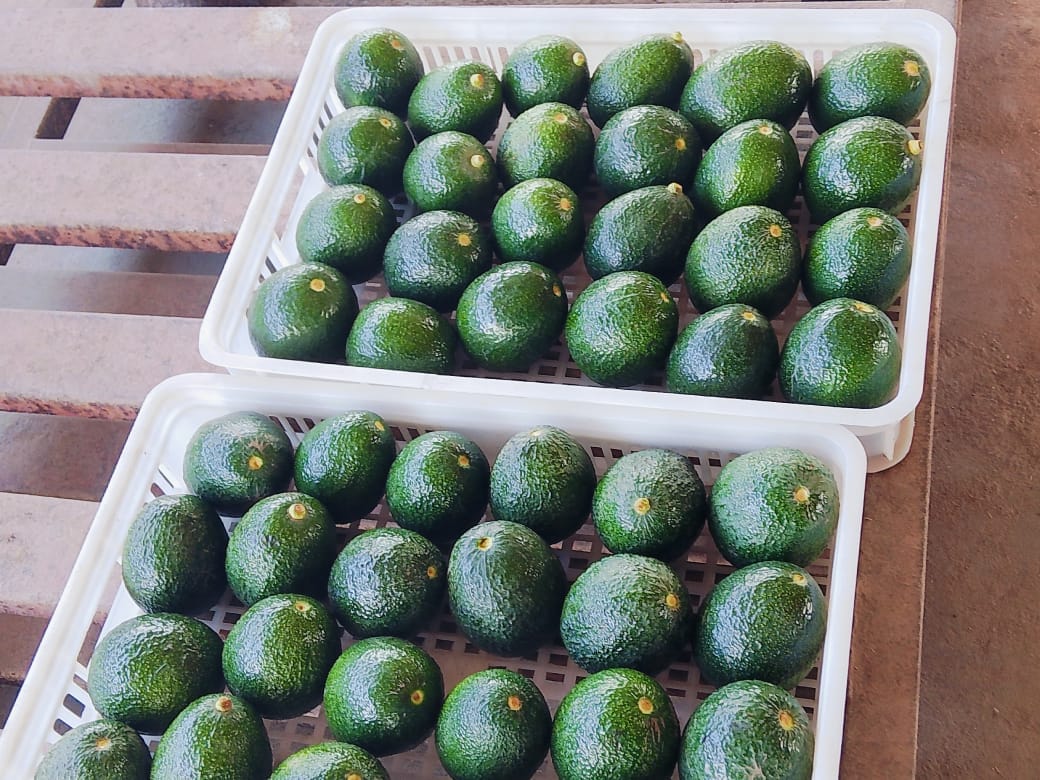 {"ar":"افوكادو","en":"avocado"}