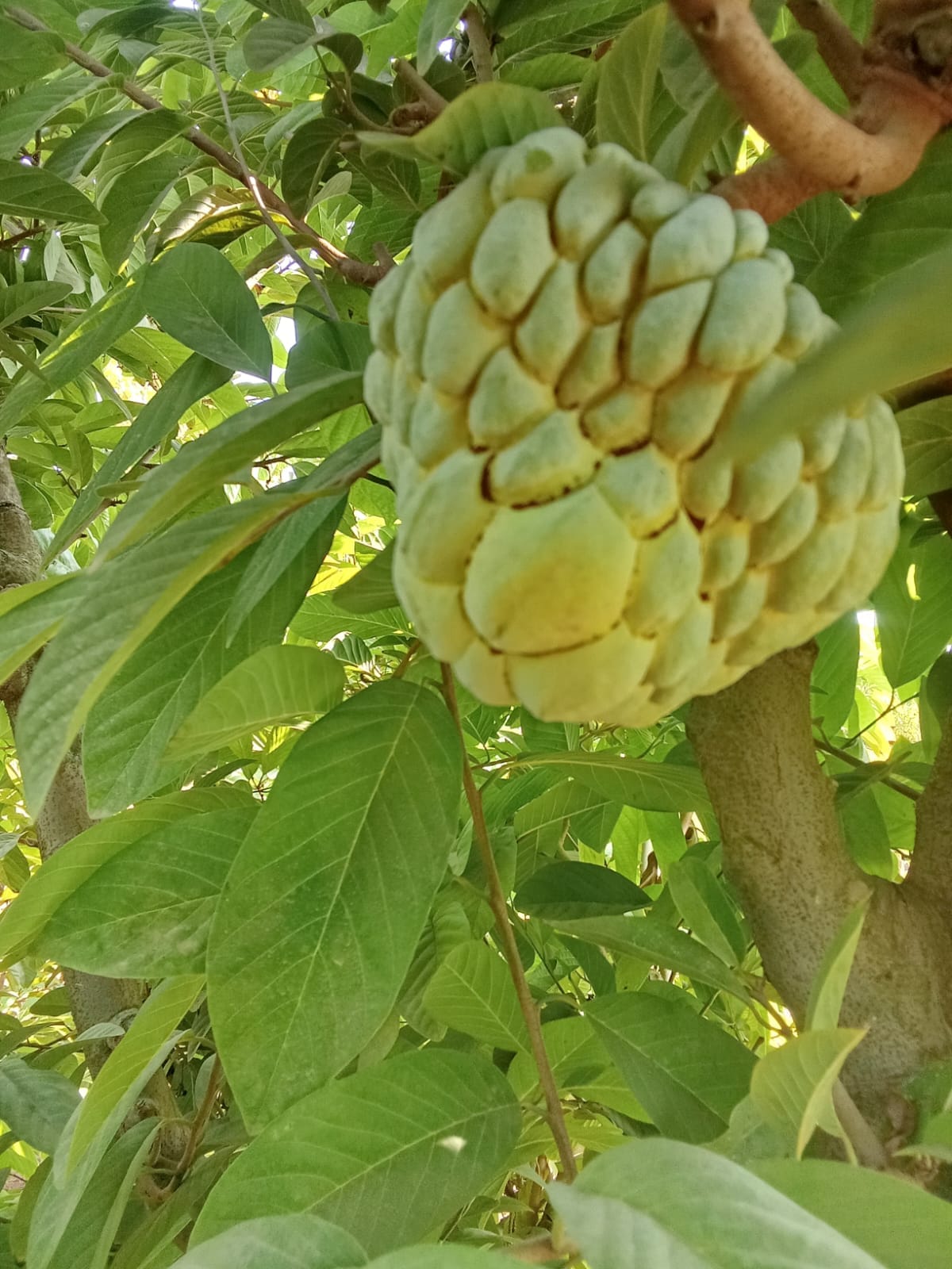 {"ar":"القشطة","en":"Sugar Apple"}