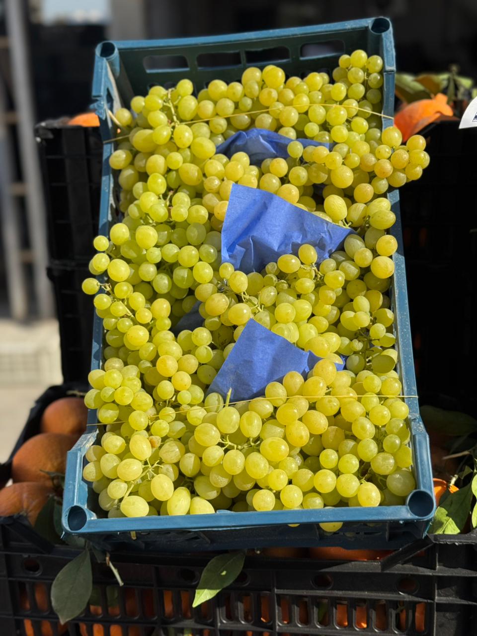 {"ar":"عنب","en":"grapes"}