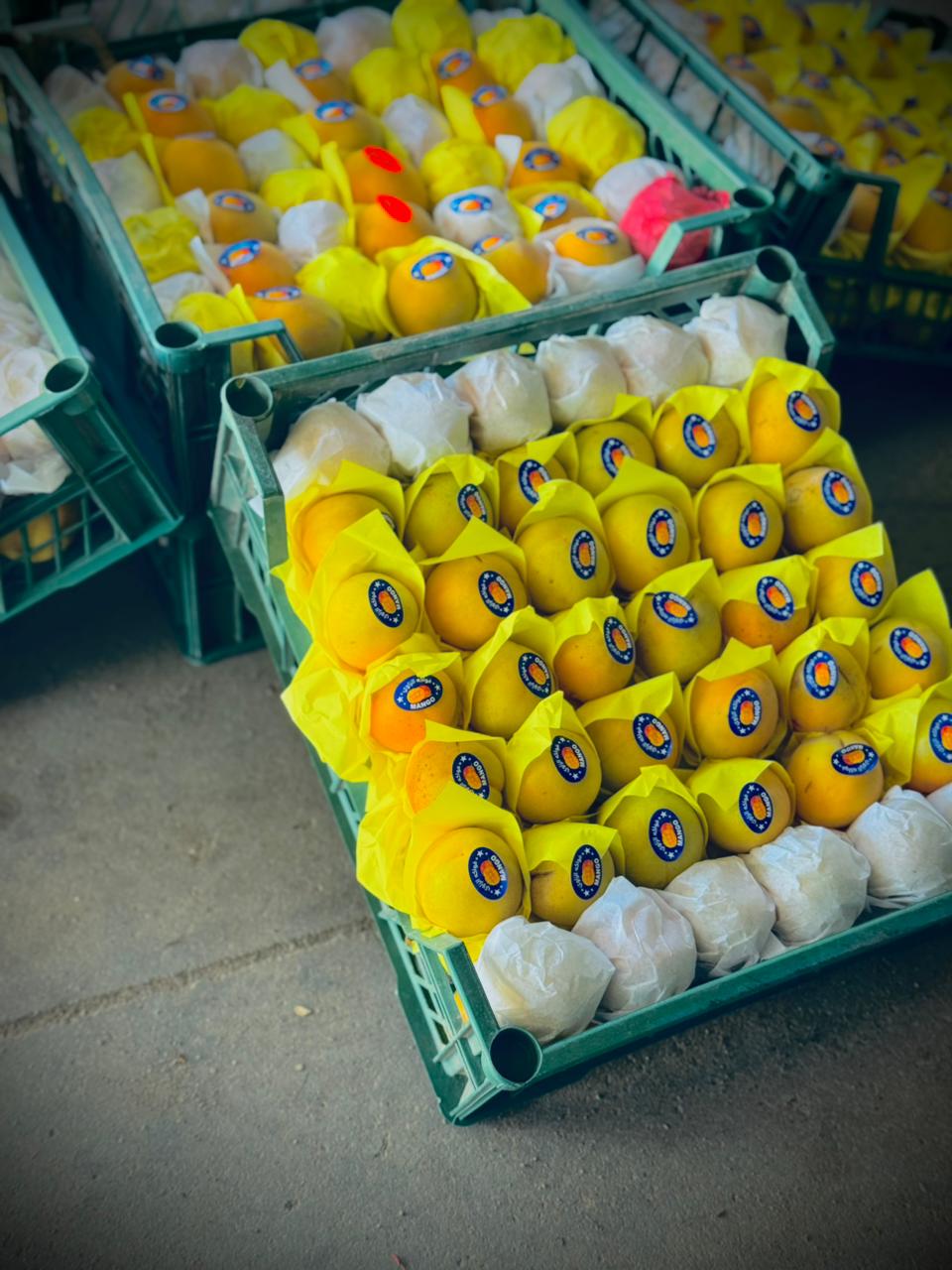 {"ar":"تفاح اخضر","en":"green apples"}
