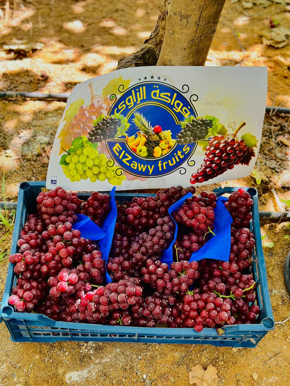 {"ar":"عنب احمر","en":"red grape"}