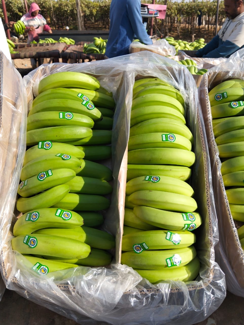{"ar":"موز","en":"bananas"}