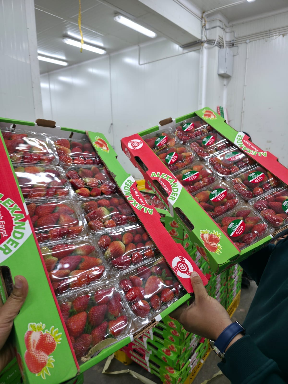 {"ar":"فراوله","en":"Strawberries"}
