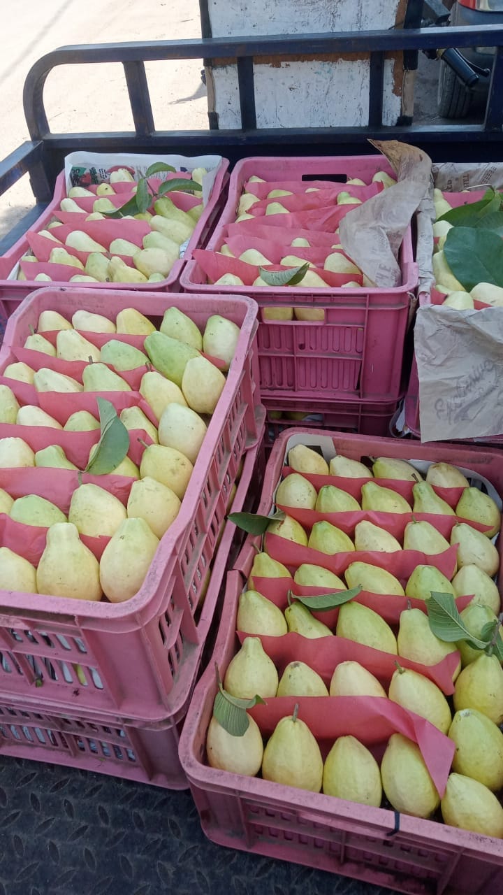 {"ar":"جوافة","en":"guava"}